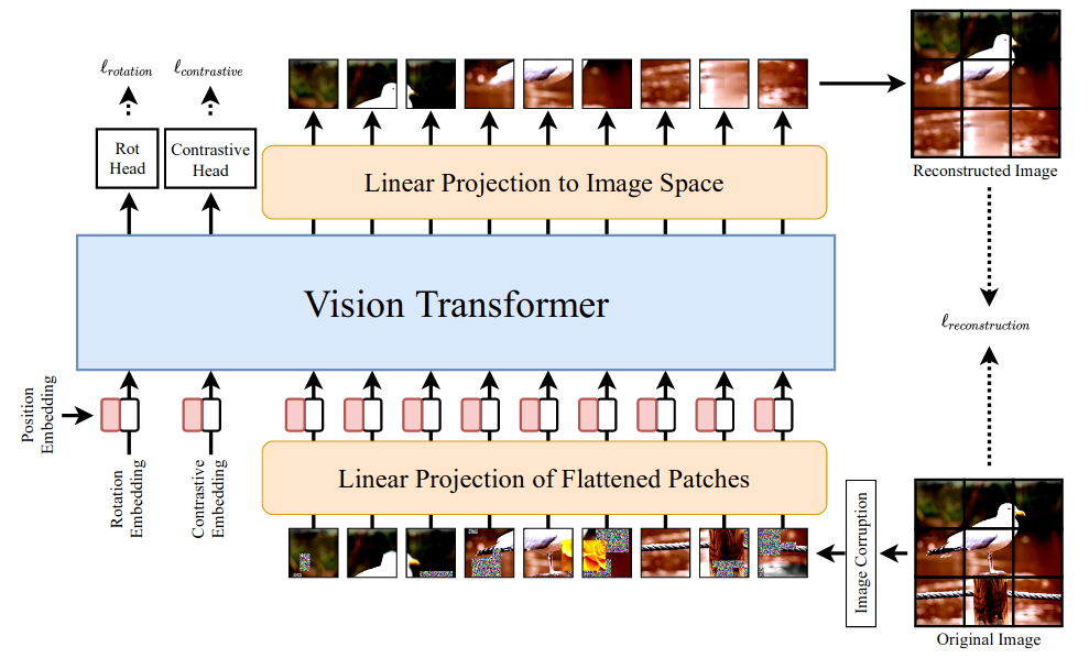 The Self-supervised vIsion Transformer architecture.